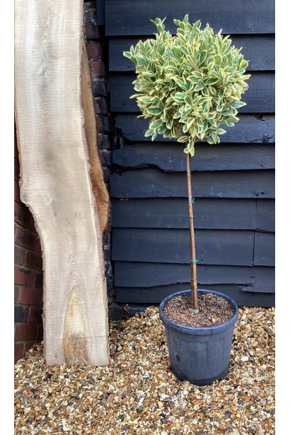 Бруслина японська Альбомаргіната на штамбі